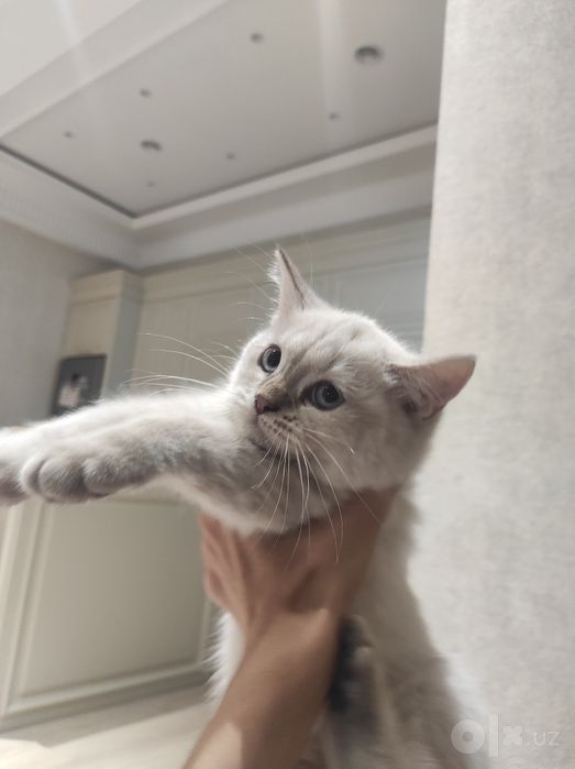 Britanskiy mushu