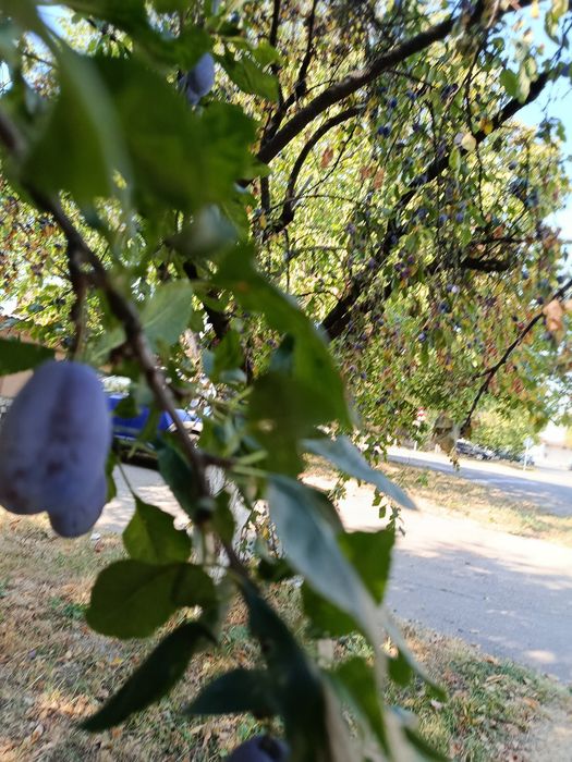Vind  prune pentru compot
