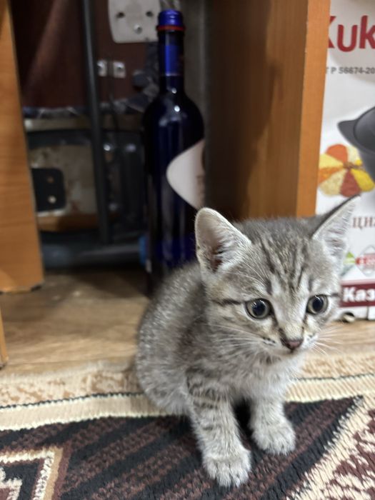 Котенок мальчик.