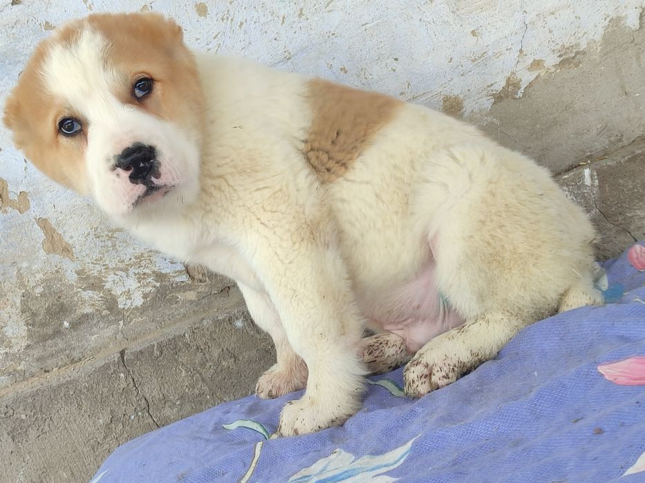 Щенки Алабая САО