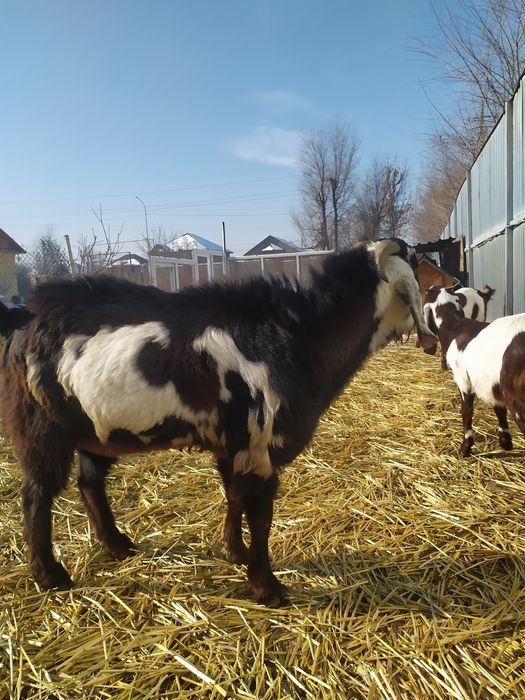 Козел Битал  акция !!!