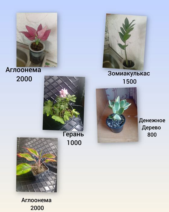 Комнатные растения