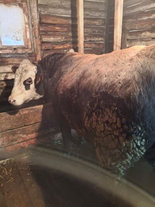 Быки с откорма. Продам