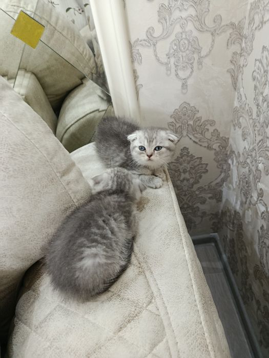 Продается породистые котята от правильной вязки