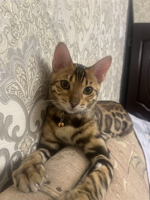 Bengal mushugi чистокровный