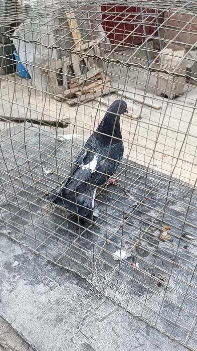 Голуби широхвостые