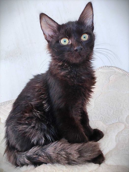 Таласъмчо търси любящи стопани и семейство