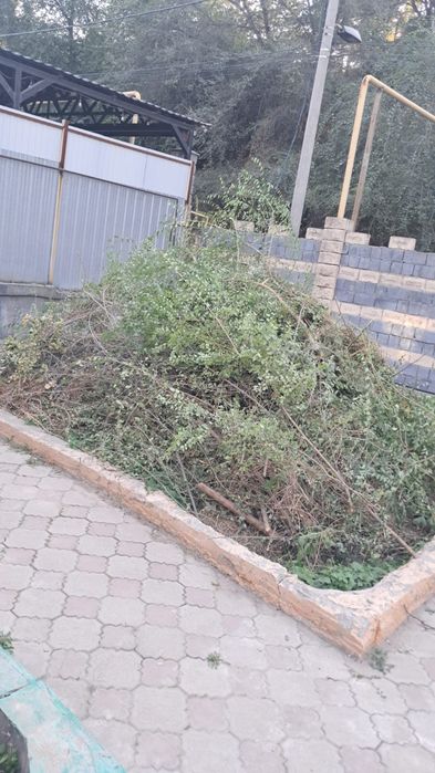 Дрова даром. Самовывоз.