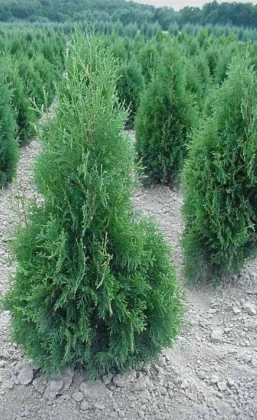 Plante Ornamentale