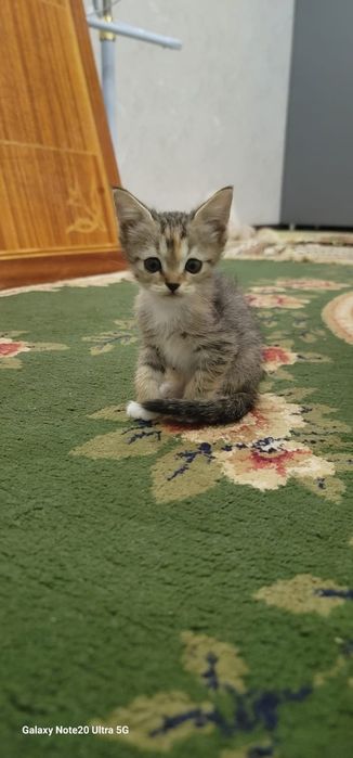 Мушуклар сотилади зотлари skotish fold ва skotish strite