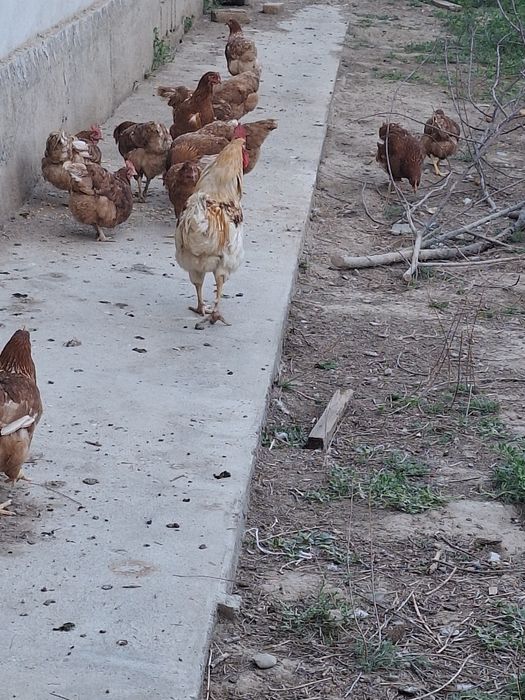 Ломан браун тавуқтары сатылады