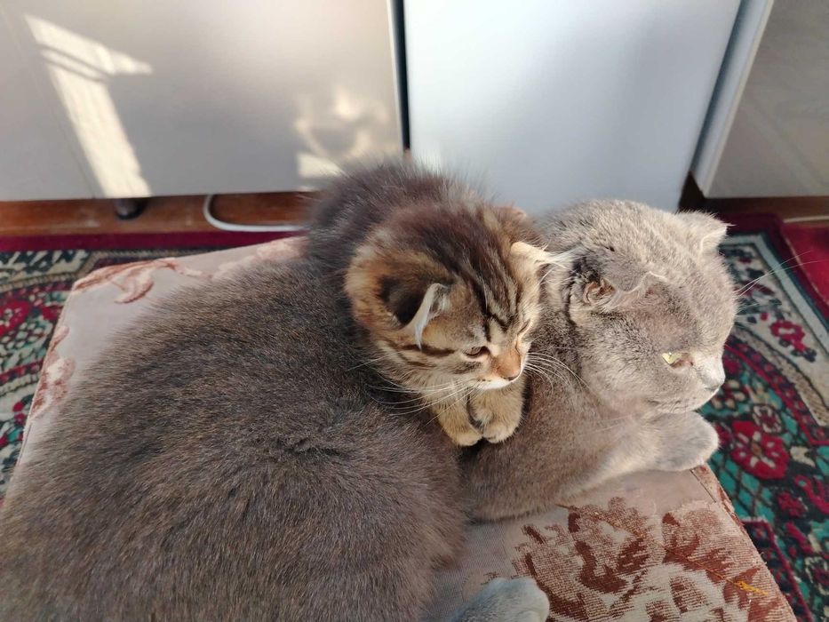 Мушукча сотилади