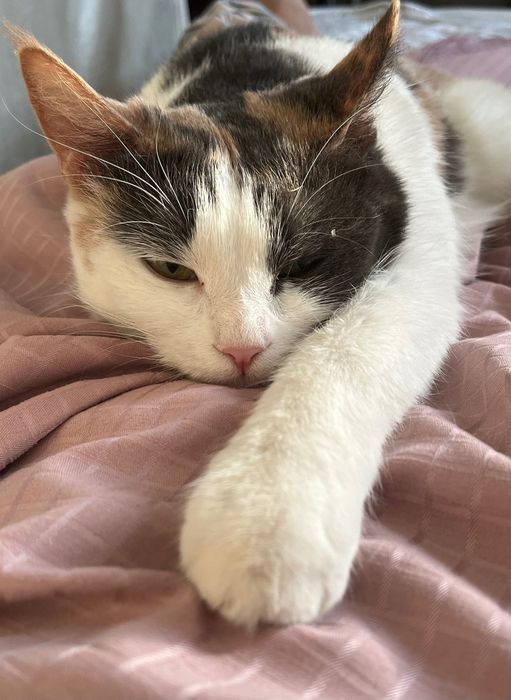 Срочно!! Отдам в добрые руки двух кошек