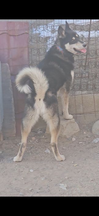 Продаётся лайка ...