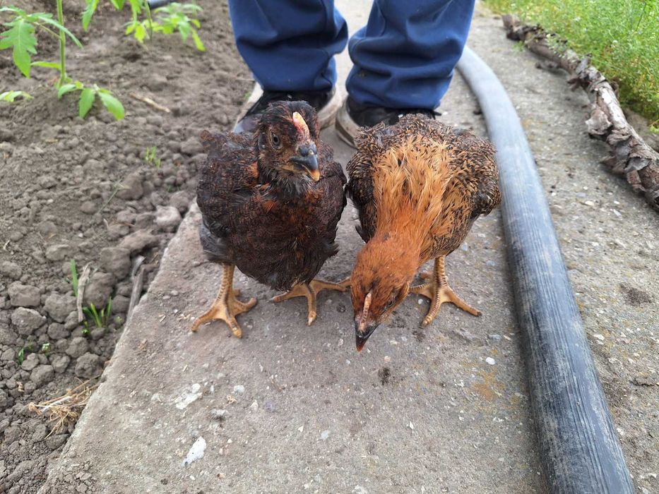 Продавам катунски кокошки, яйца и пилета на различна възраст