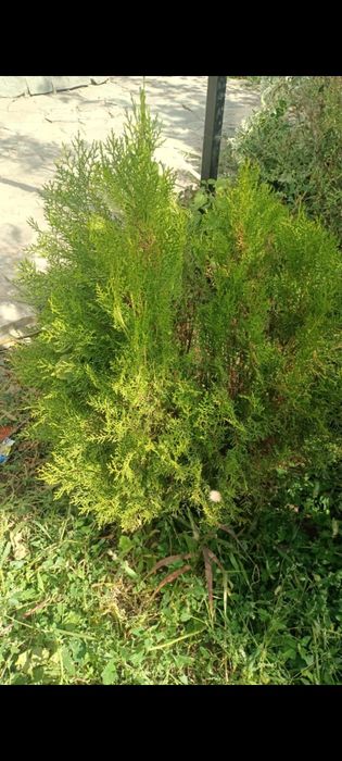 Туя местный сорт книжка