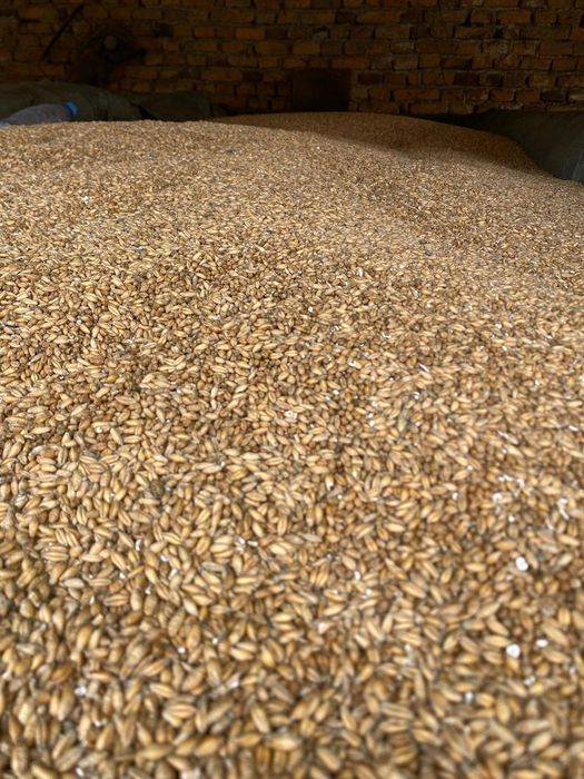 Vand  triticale .