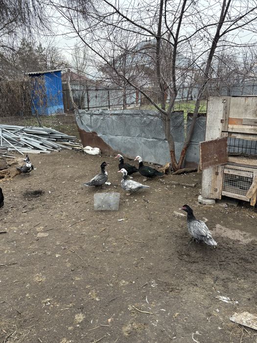 Продам уток бролерные и индаутки