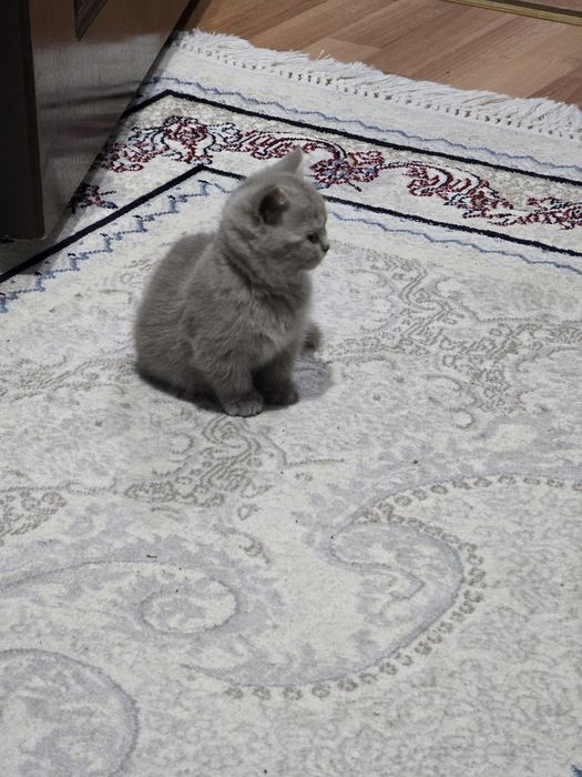 Turk angora mushuklari 2 oylik sotiladi