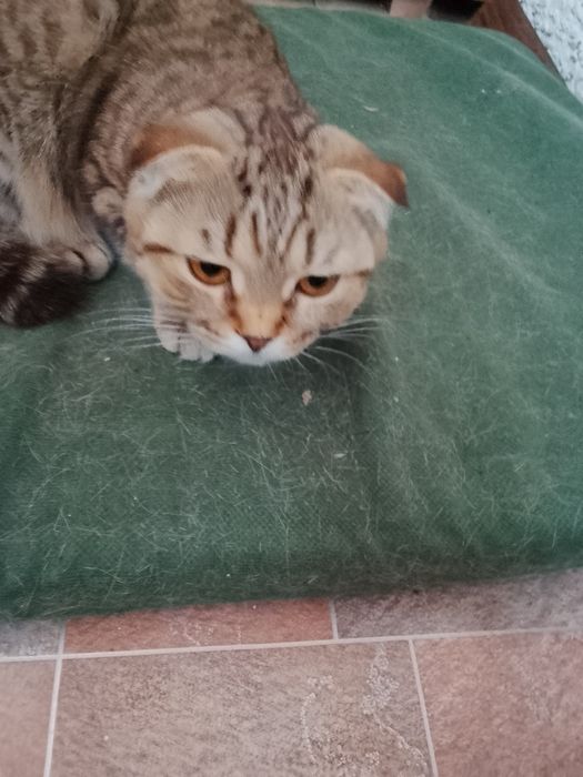 Отдам даром животных