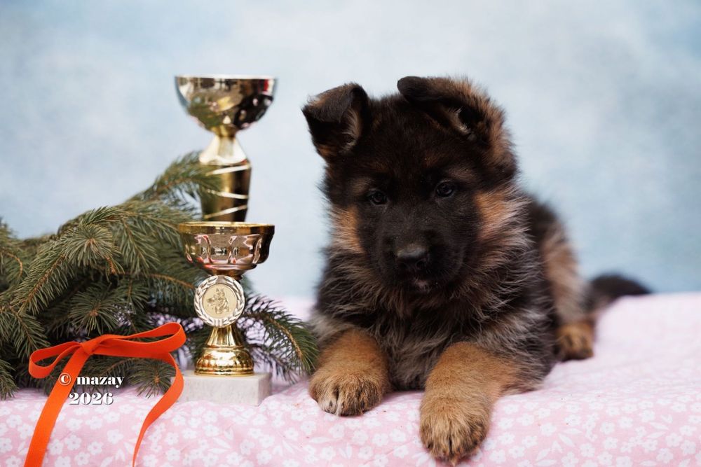 Щенки немецкой овчарки