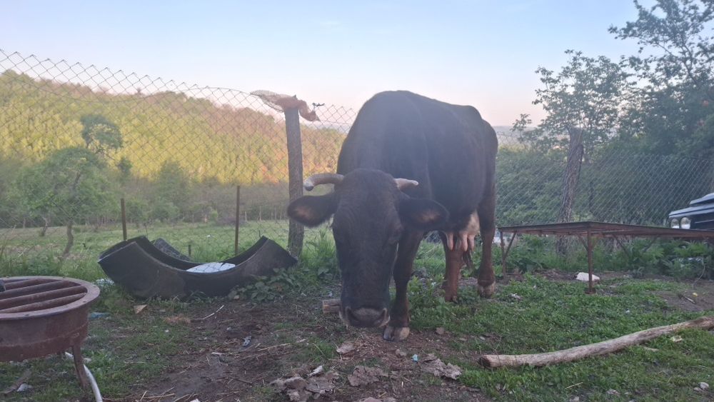 Vand vaca cu vitel