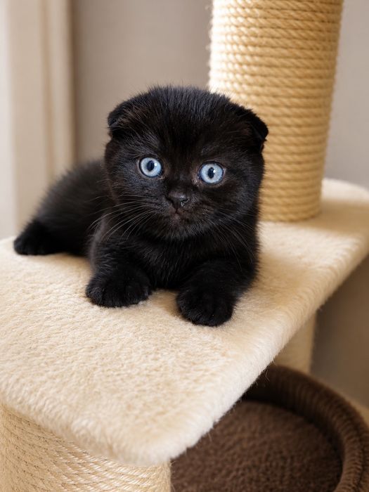 Шотландски клепоухи котета