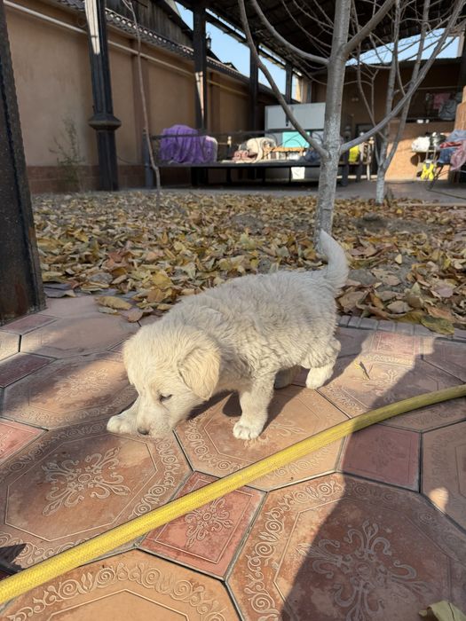 Щенок алабай тобет