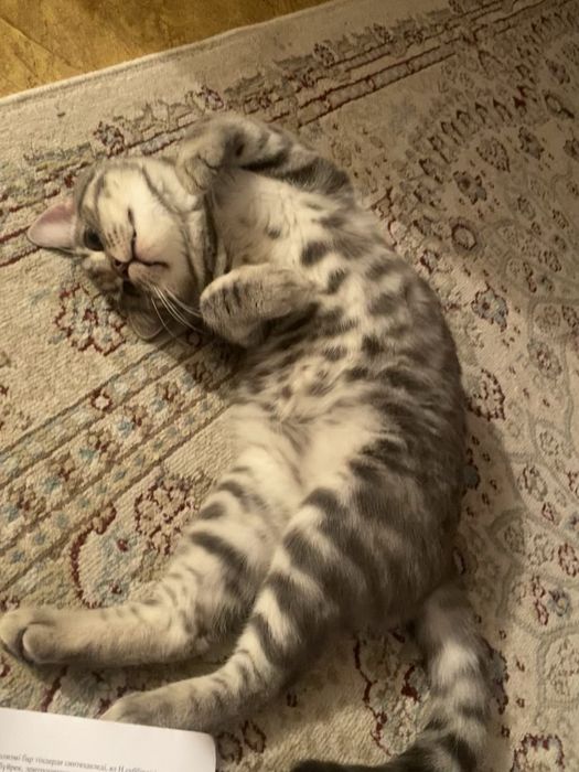 Кот 10 месяцеввввв