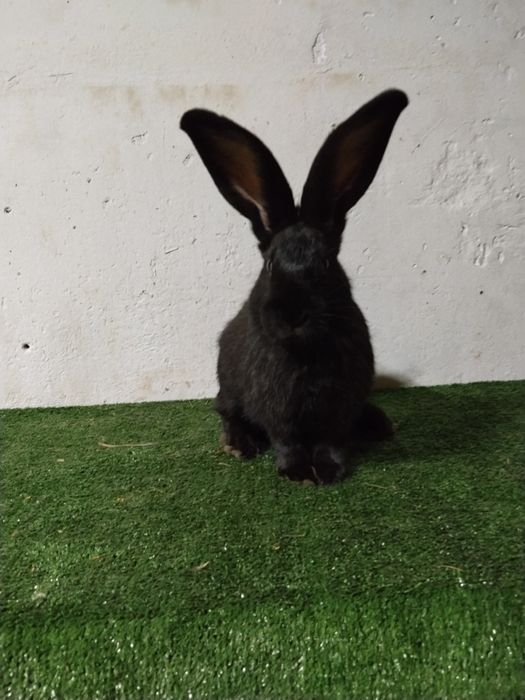 Femela fluture german