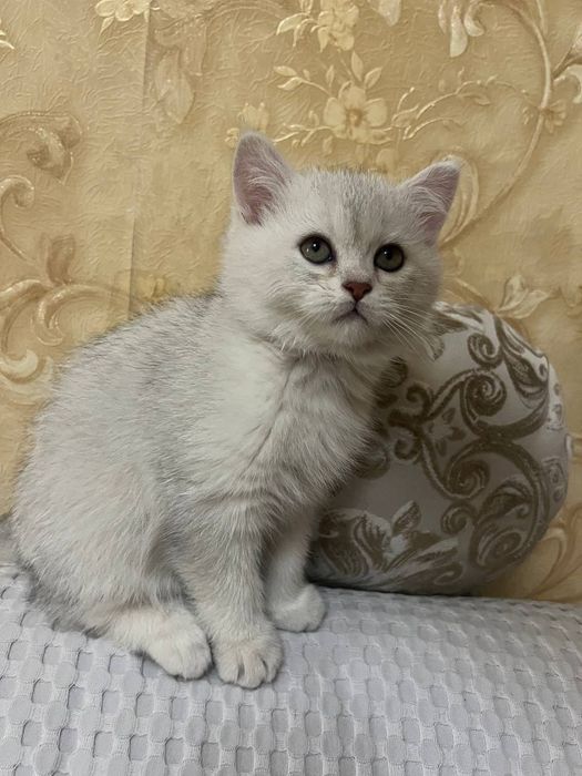 Лучший твой подарочек это я! Я буду твоим лучшим другом!