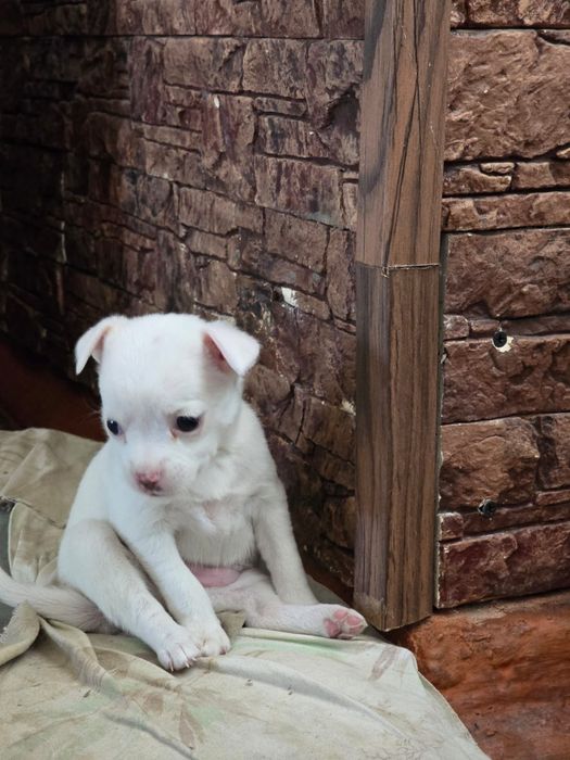 Продаются щенки чихуахуа