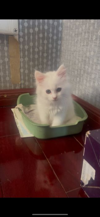 Девочка Мэйн Кун белая как снег