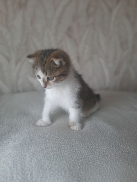 Породисти пушистый