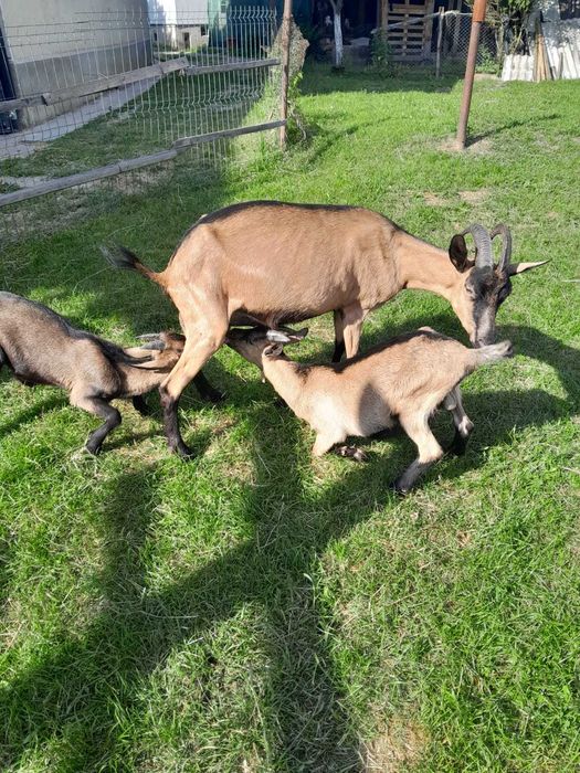 Vând capra alpin francez