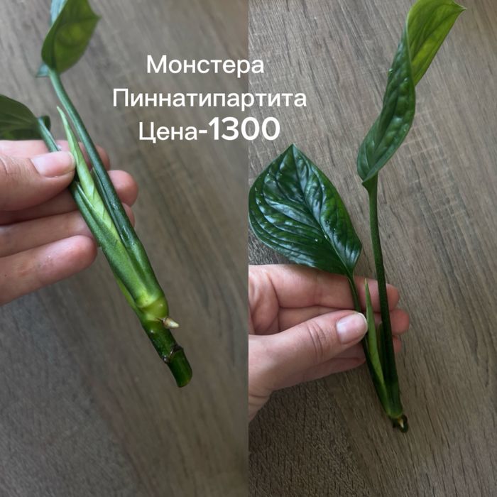 Разные монстеры, цена на фото