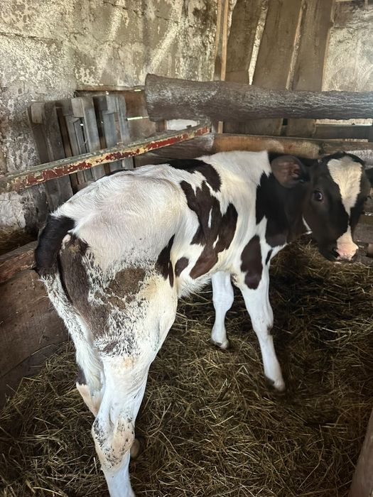 Vând vițel de 2 luni
