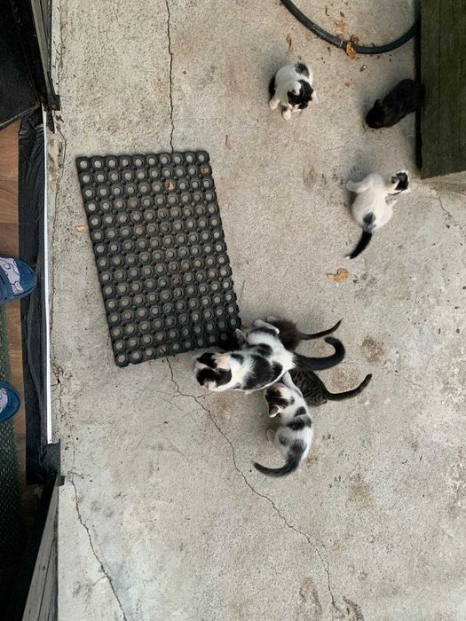 Подаряваме котенца