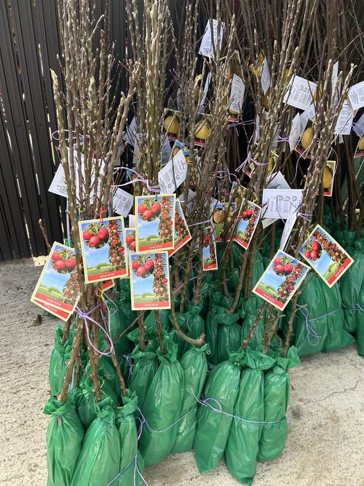 Pomi Fructiferi Ambalați Certificați Pentru Revânzare