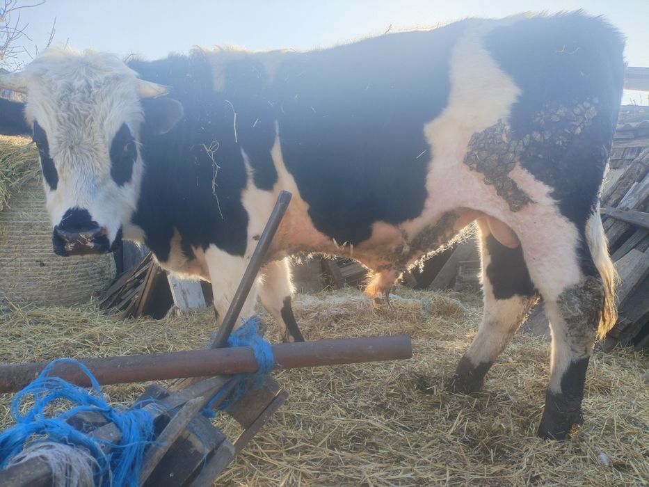 Продам быка на мясо