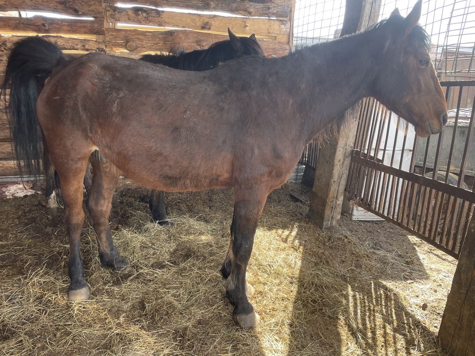 Продам кобылу жеребая