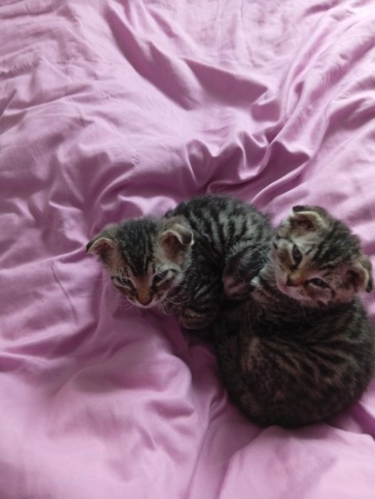 Отдам котят два котика