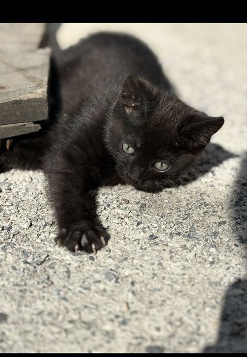 Отдам котенка в добрые руки