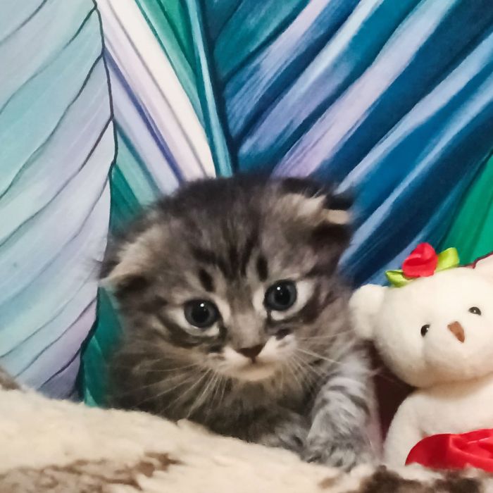 Вислоухая,девочка