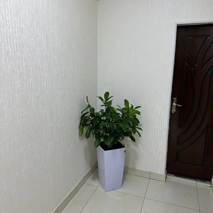 Офисные растения по самым низким ценам! Цветы в горшках