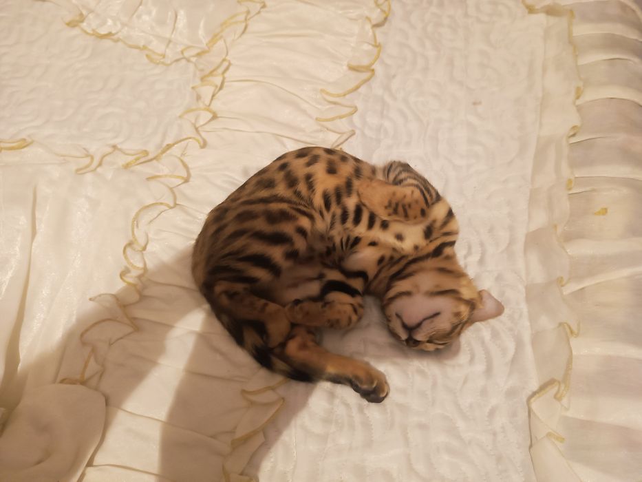 Bengal mushuk 5 oylik