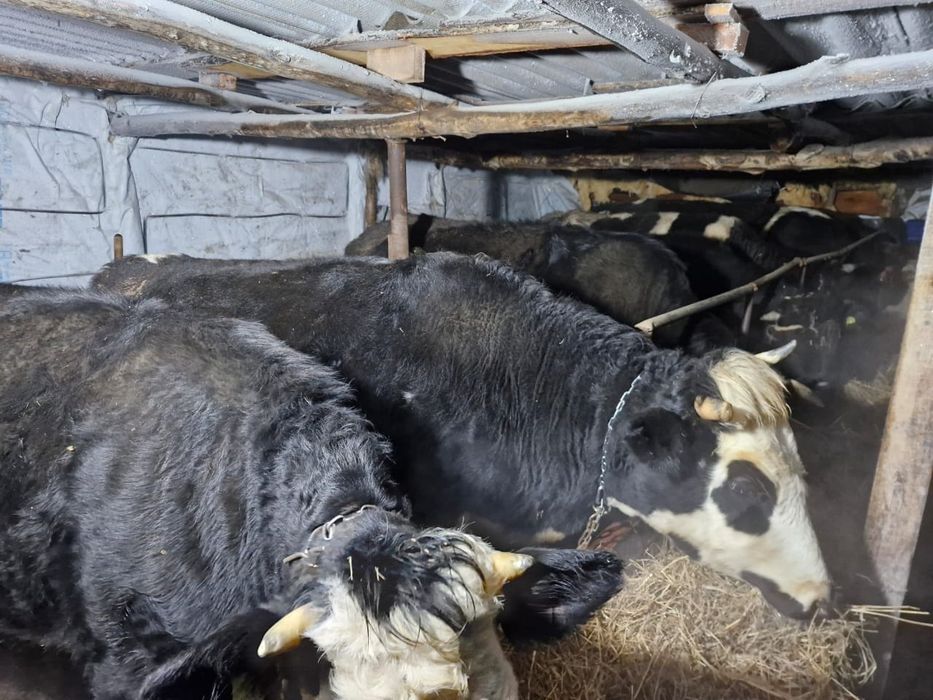 Продам быки с откорма