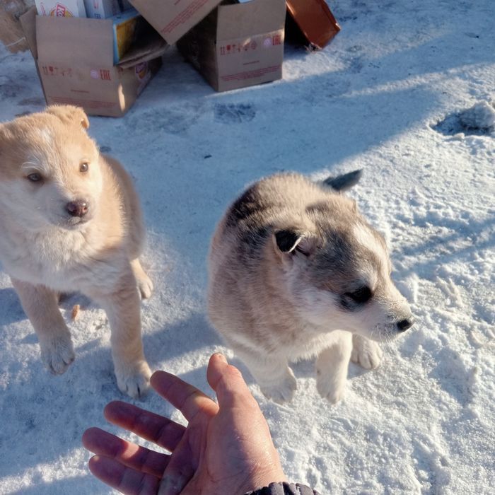 Отдам щенков бесплатно