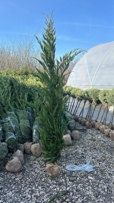 Leylandii chiparos / Mesteacan