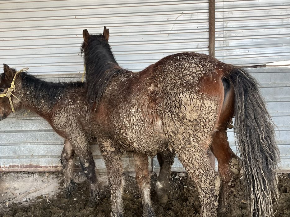 1,5 жасар борланған мал Бармақ қазы